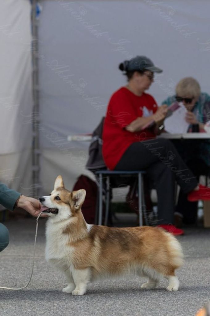 Les Welsh Corgi Pembroke de l'affixe Of The Real Happiness