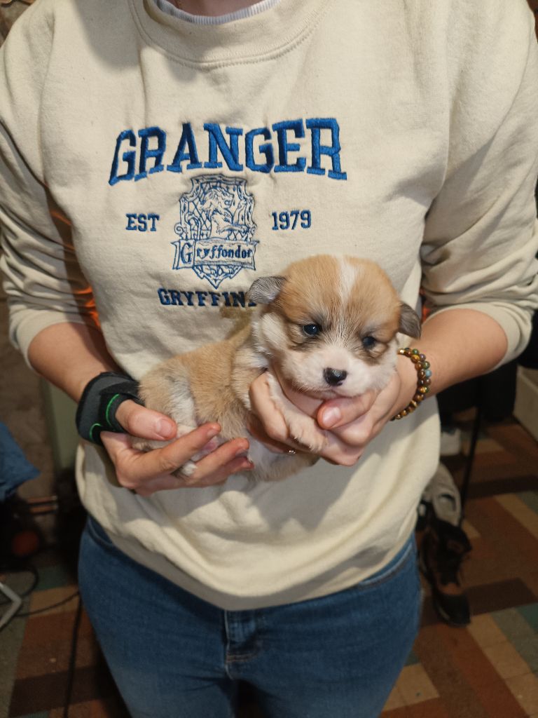 Of The Real Happiness - Chiot disponible  - Welsh Corgi Pembroke