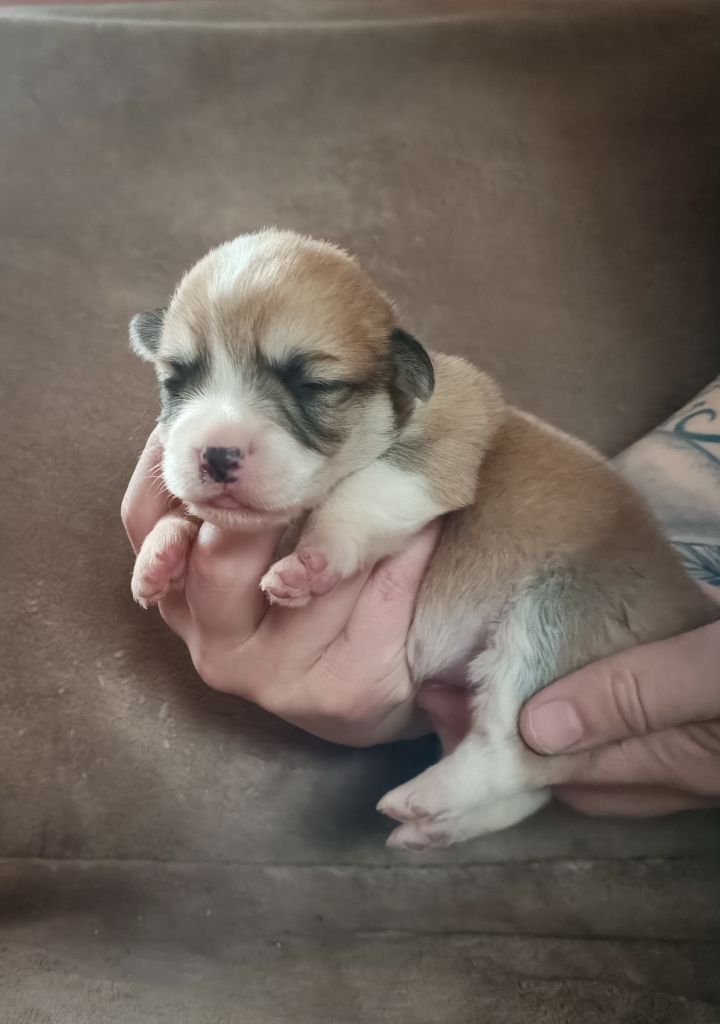 Of The Real Happiness - Chiot disponible  - Welsh Corgi Pembroke