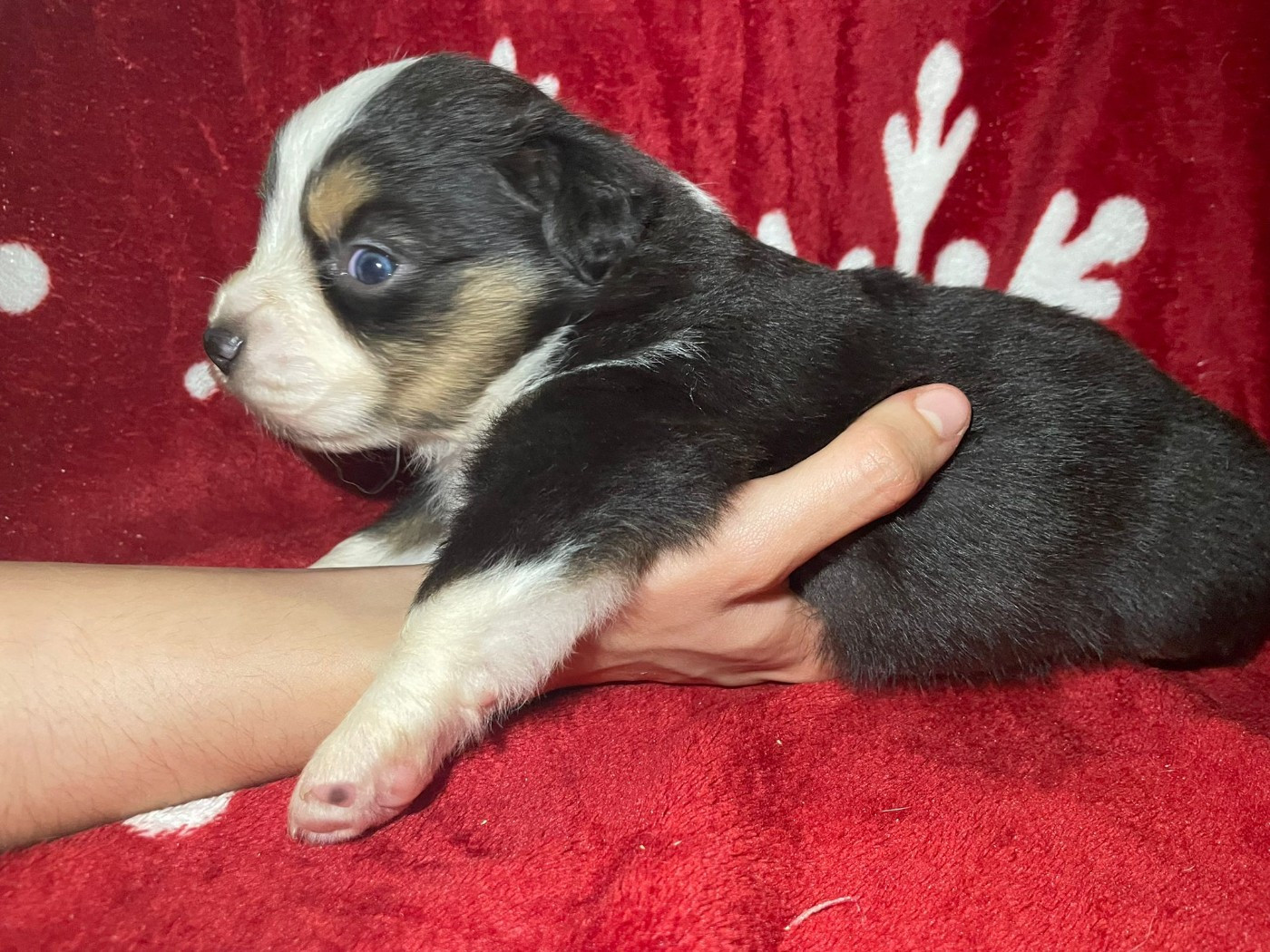 Of The Real Happiness - Chiots disponibles - Berger Américain Miniature 