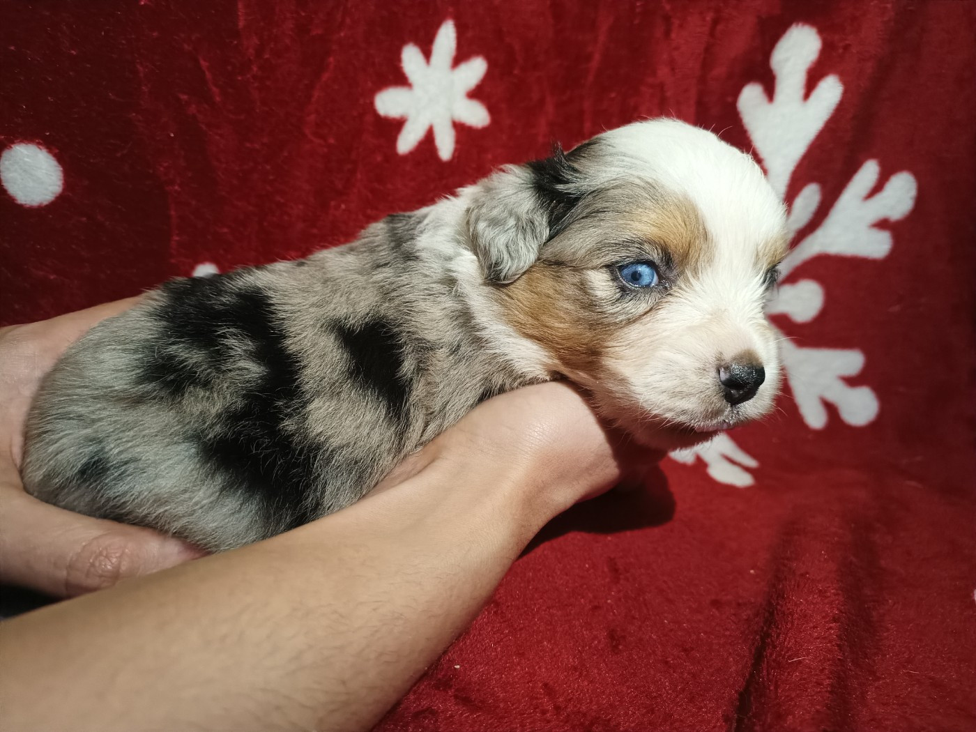 Of The Real Happiness - Chiots disponibles - Berger Américain Miniature 