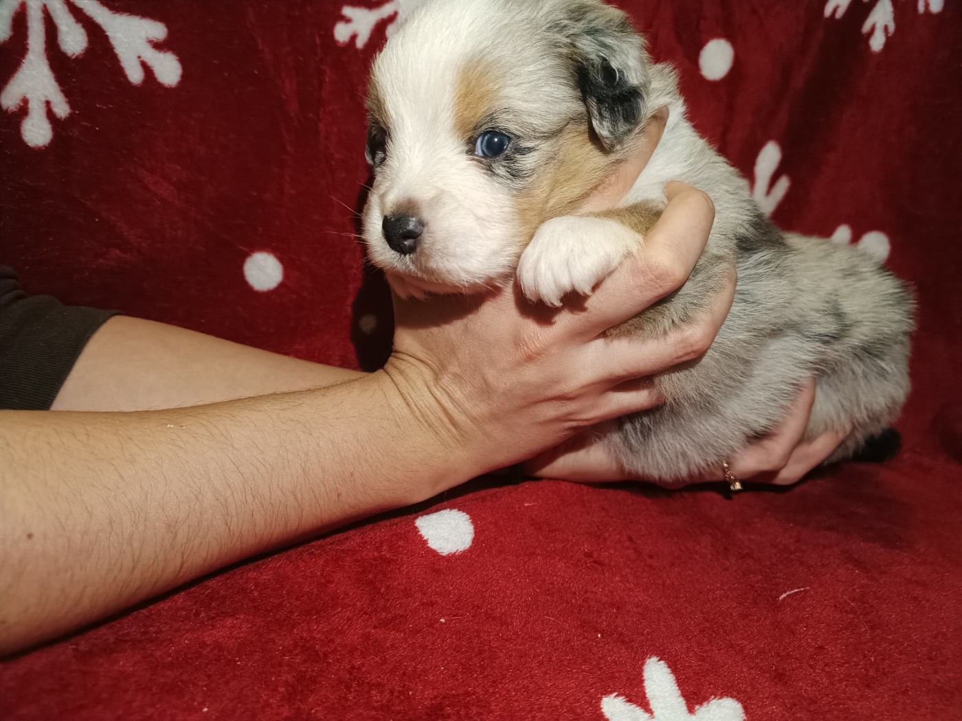 Of The Real Happiness - Chiots disponibles - Berger Américain Miniature 