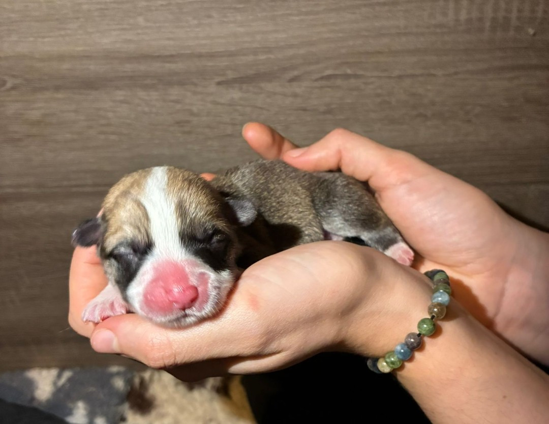 Of The Real Happiness - Chiots disponibles - Welsh Corgi Pembroke