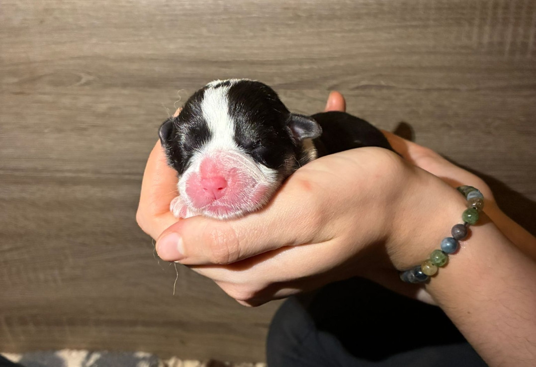 Of The Real Happiness - Chiots disponibles - Welsh Corgi Pembroke