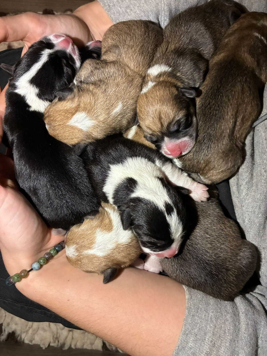 Chiot Welsh Corgi Pembroke Of The Real Happiness