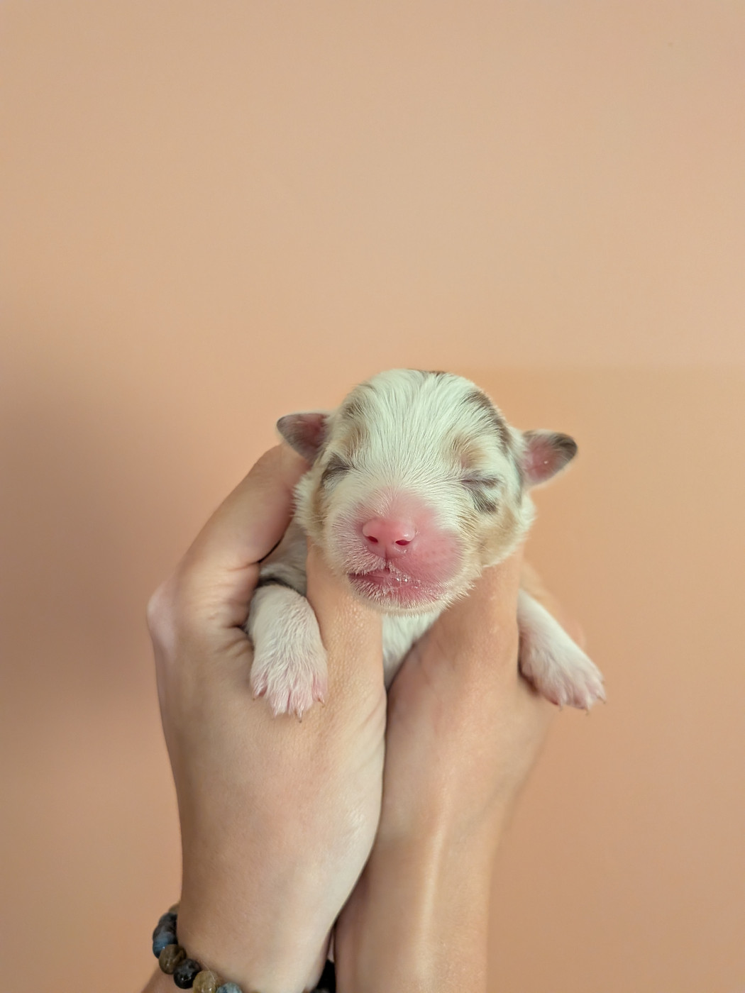 Of The Real Happiness - Chiots disponibles - Berger Américain Miniature 