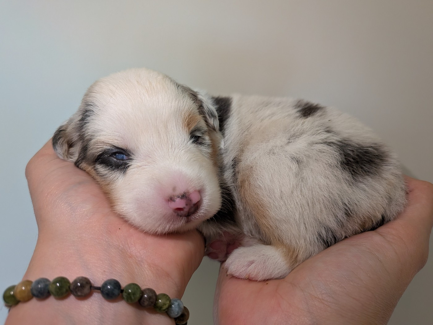 Of The Real Happiness - Chiots disponibles - Berger Américain Miniature 