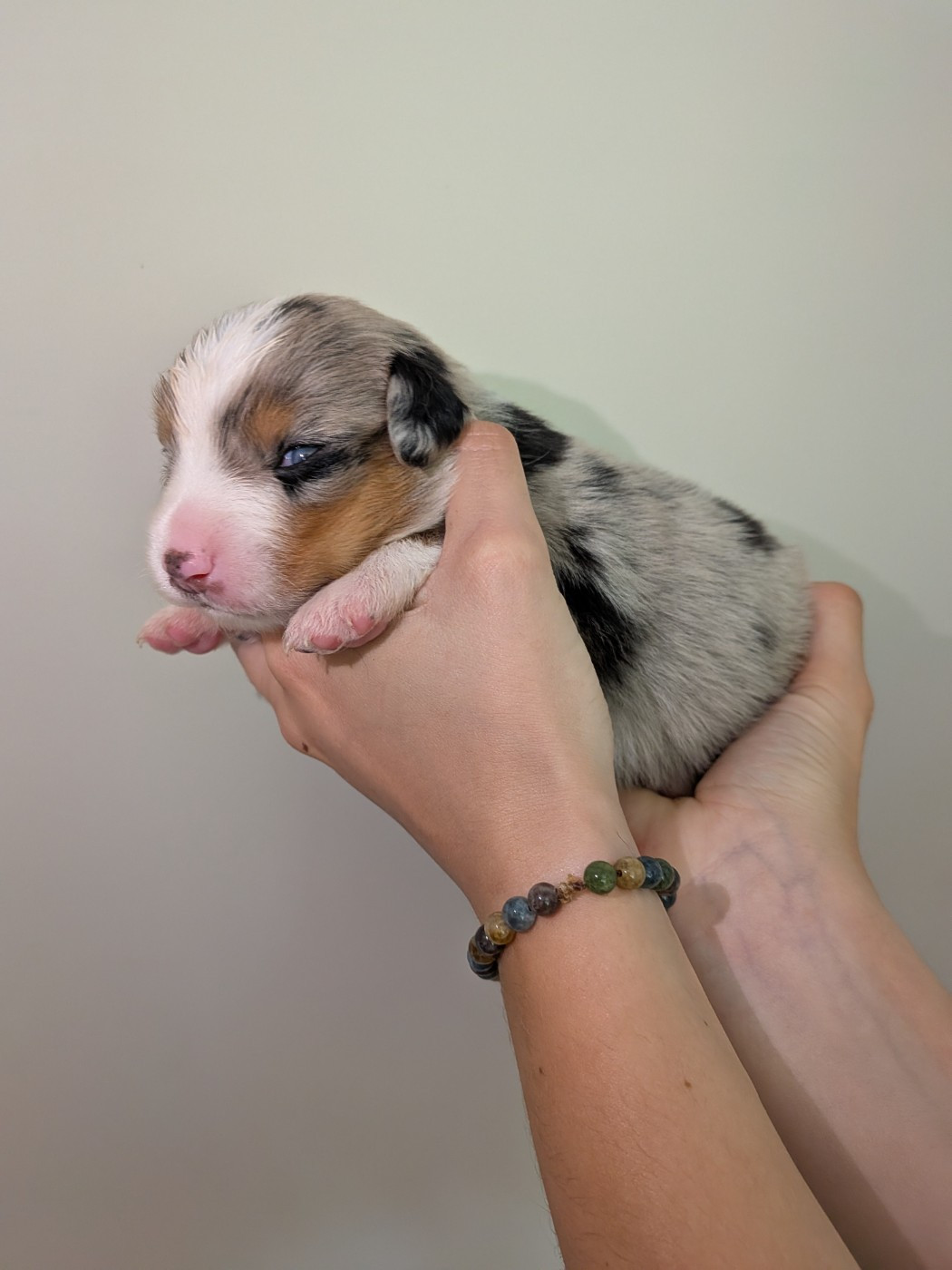 Of The Real Happiness - Chiots disponibles - Berger Américain Miniature 