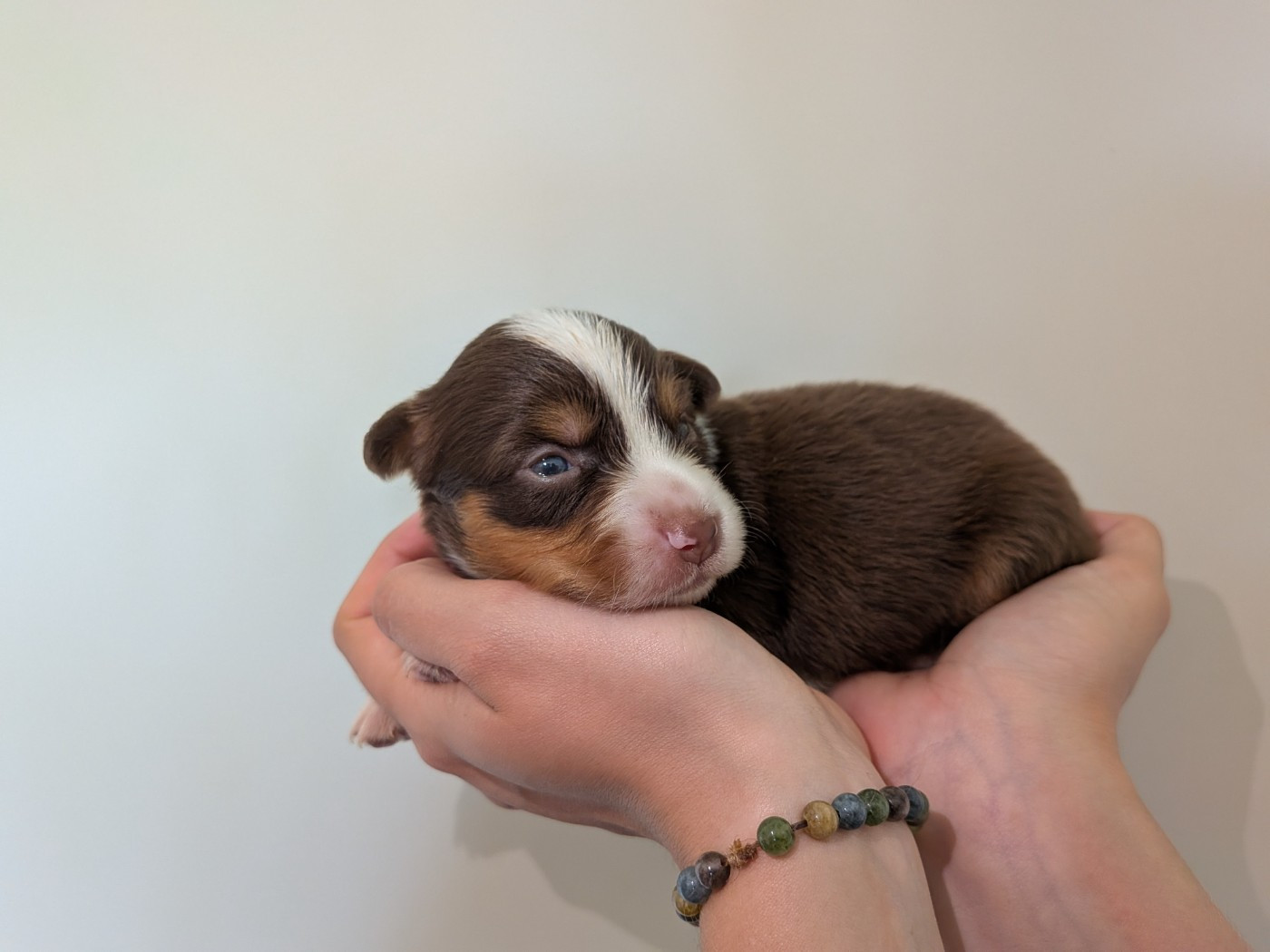 Of The Real Happiness - Chiots disponibles - Berger Américain Miniature 