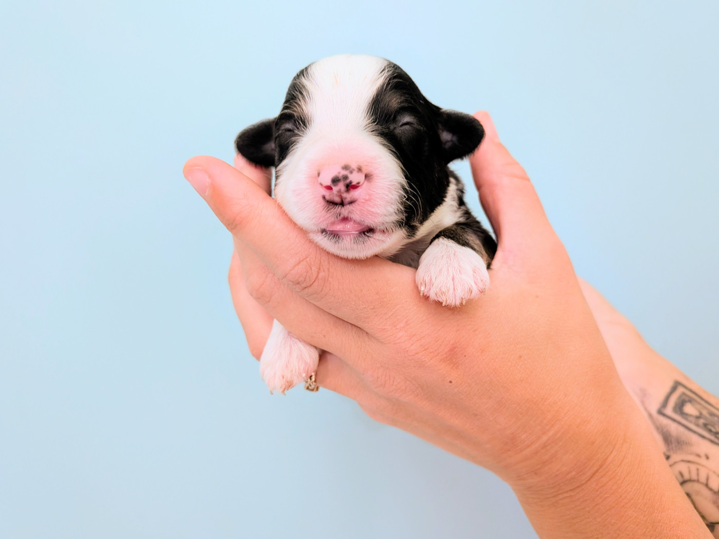 Of The Real Happiness - Chiots disponibles - Berger Américain Miniature 