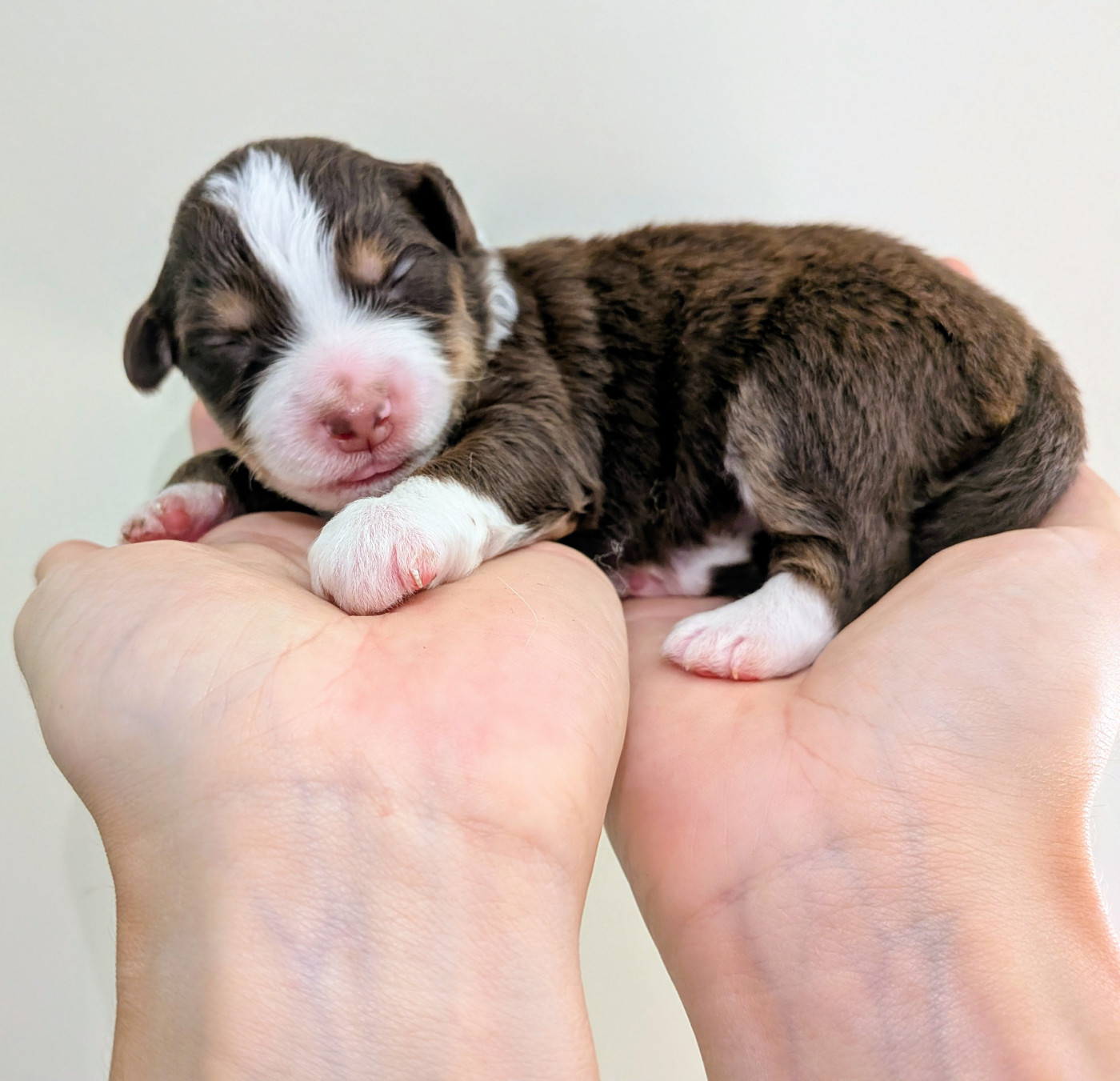 Of The Real Happiness - Chiots disponibles - Berger Américain Miniature 