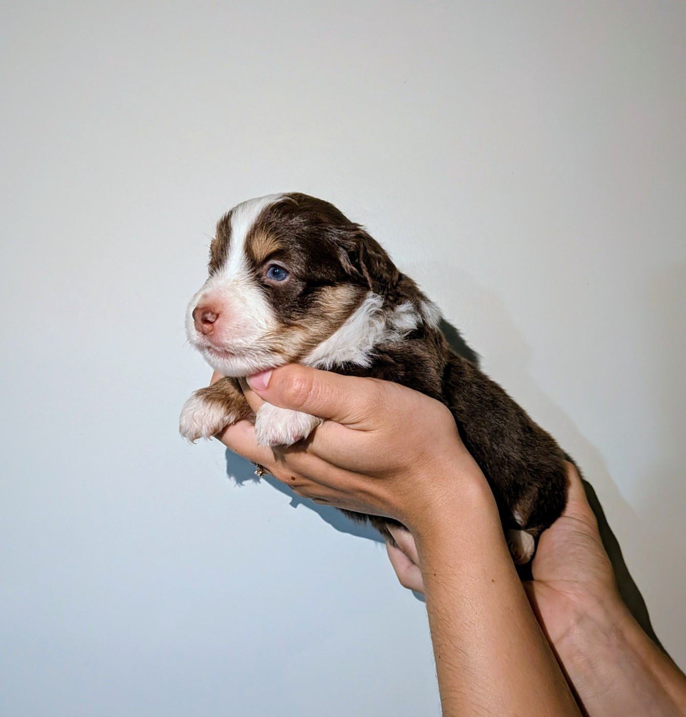 Of The Real Happiness - Chiots disponibles - Berger Américain Miniature 