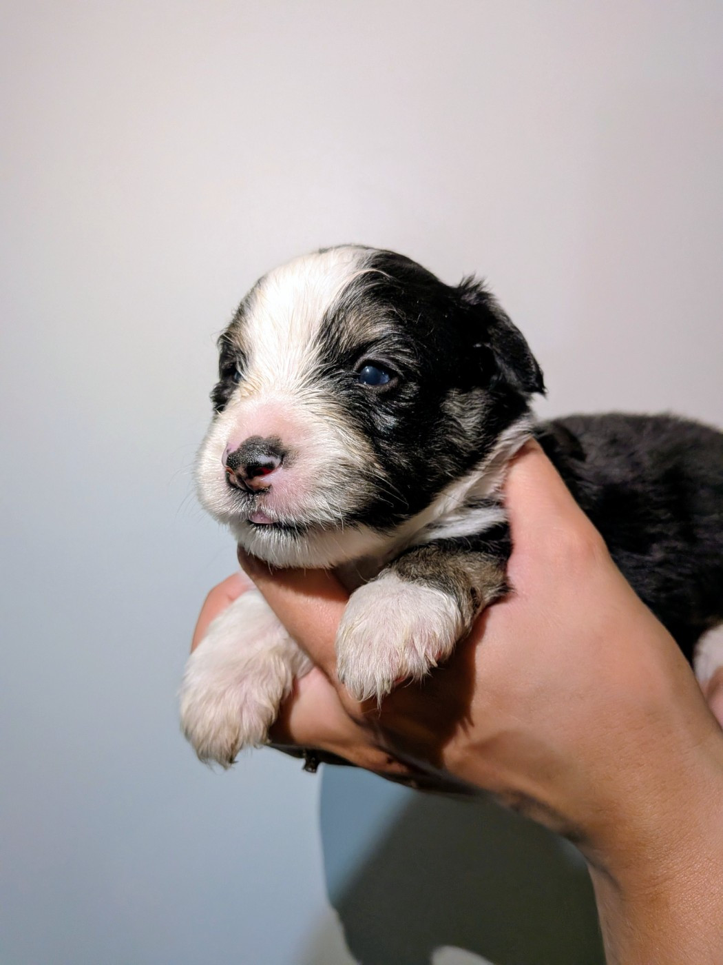 Of The Real Happiness - Chiots disponibles - Berger Américain Miniature 