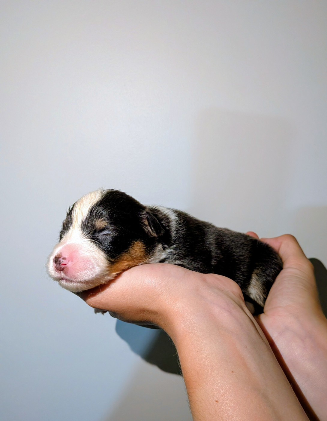 Of The Real Happiness - Chiots disponibles - Berger Américain Miniature 