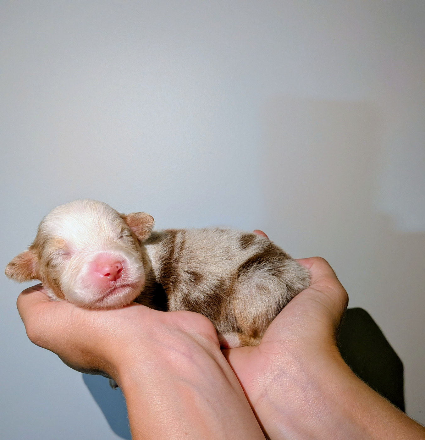 Of The Real Happiness - Chiots disponibles - Berger Américain Miniature 