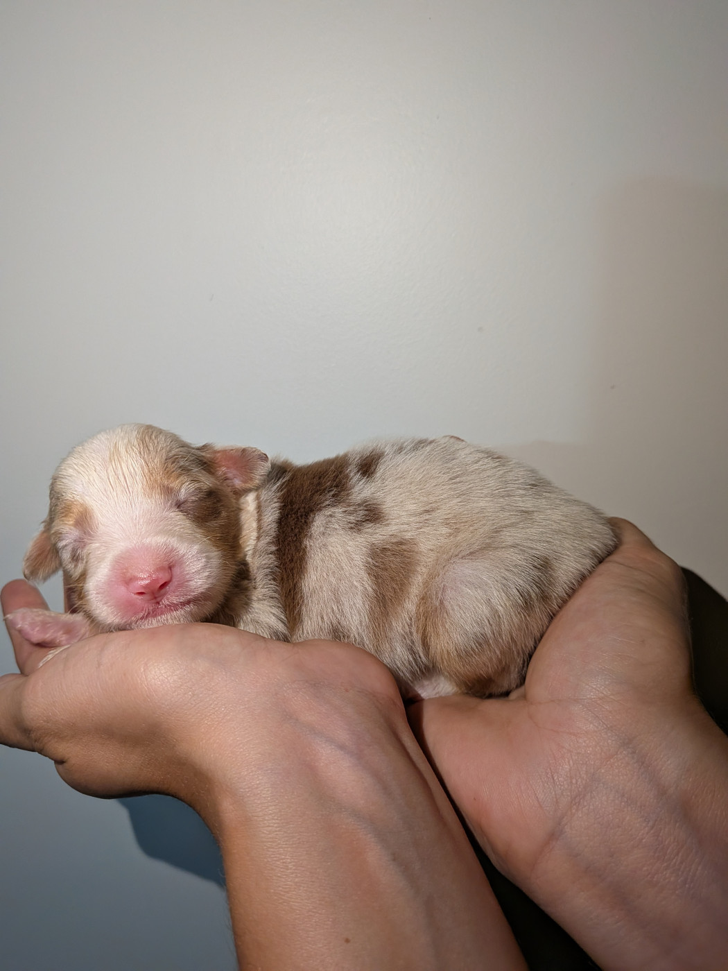 Of The Real Happiness - Chiots disponibles - Berger Américain Miniature 