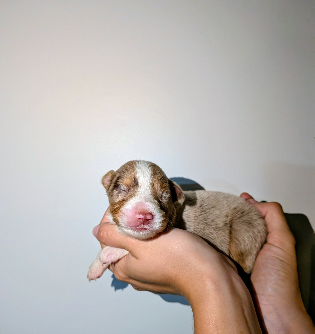 Of The Real Happiness - Chiots disponibles - Berger Américain Miniature 