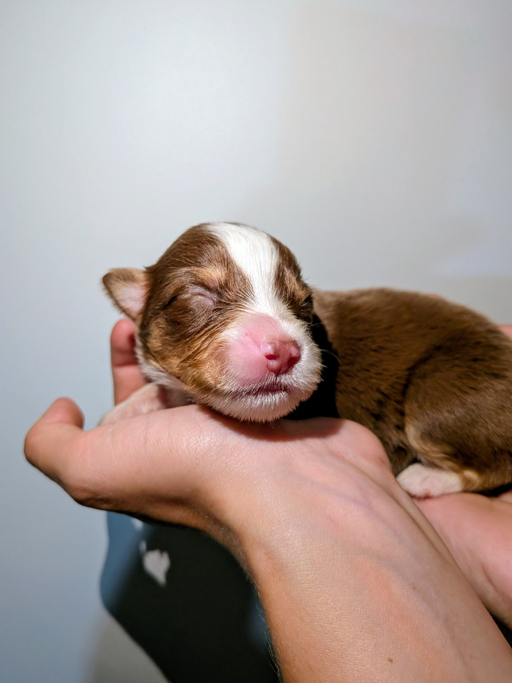 Of The Real Happiness - Chiots disponibles - Berger Américain Miniature 