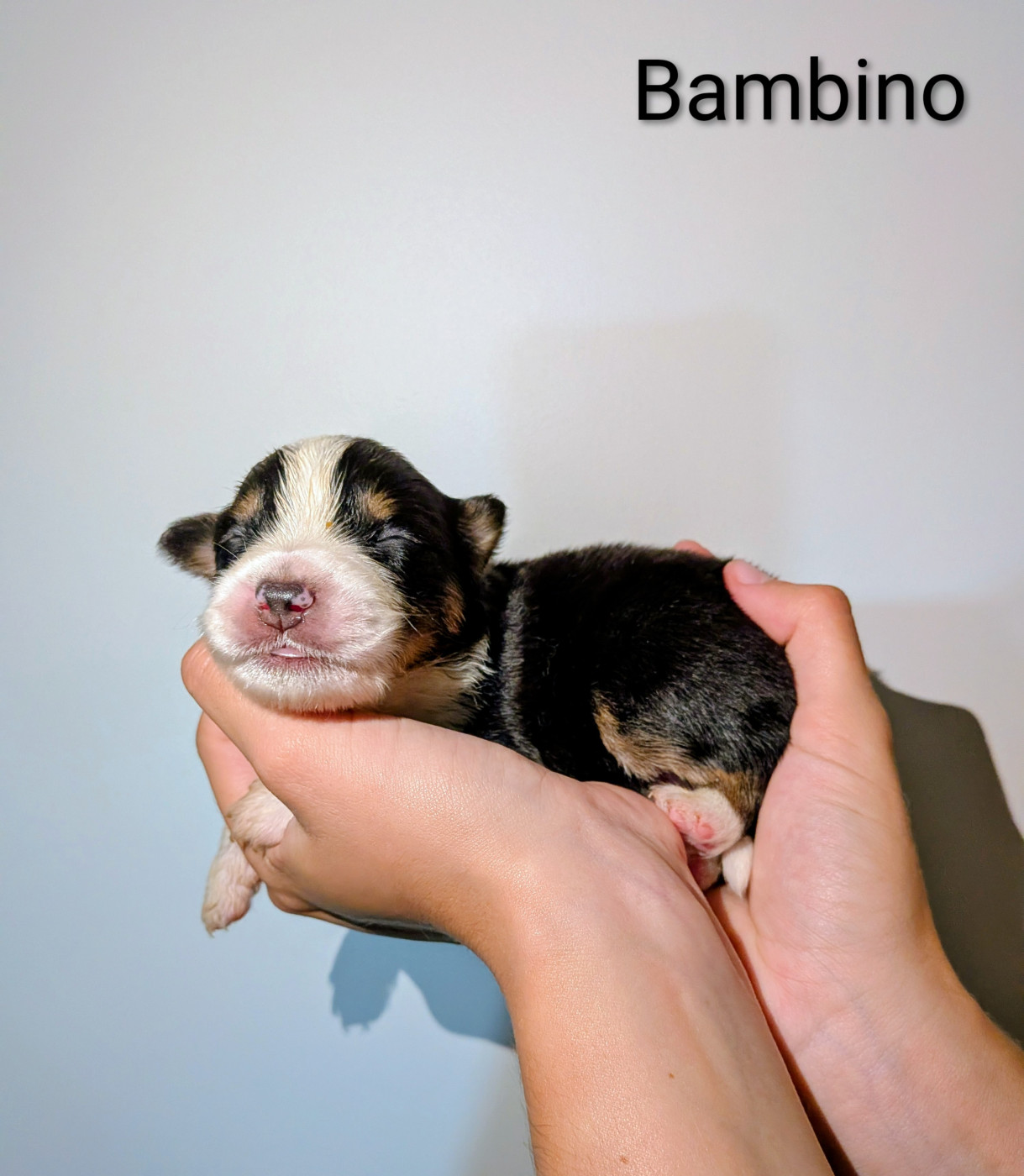 Of The Real Happiness - Chiots disponibles - Berger Américain Miniature 