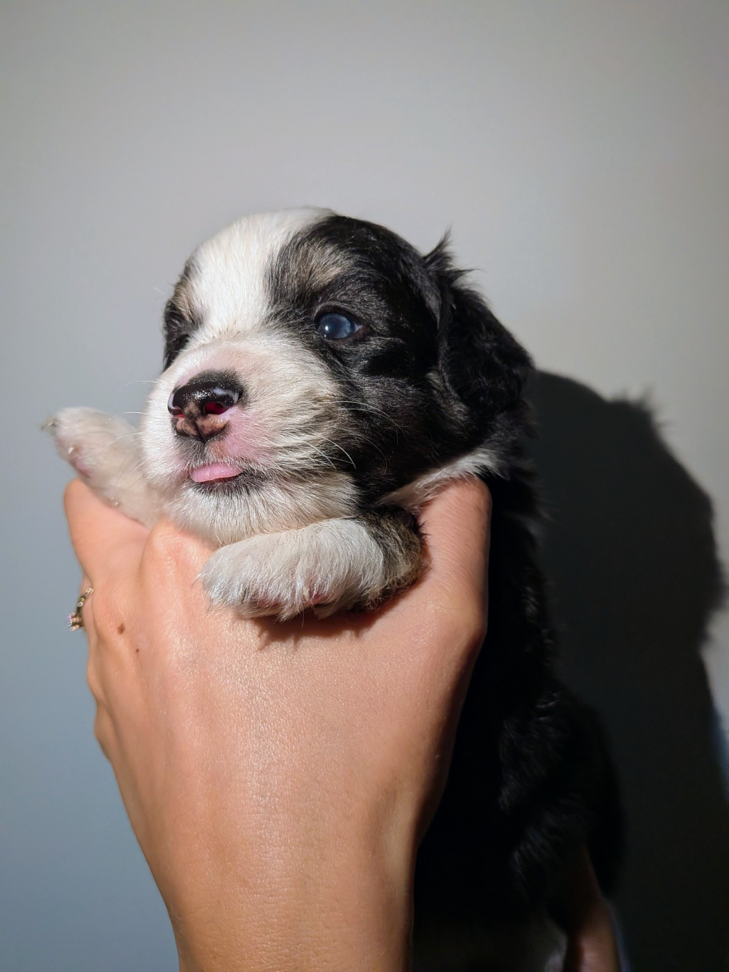Of The Real Happiness - Chiots disponibles - Berger Américain Miniature 