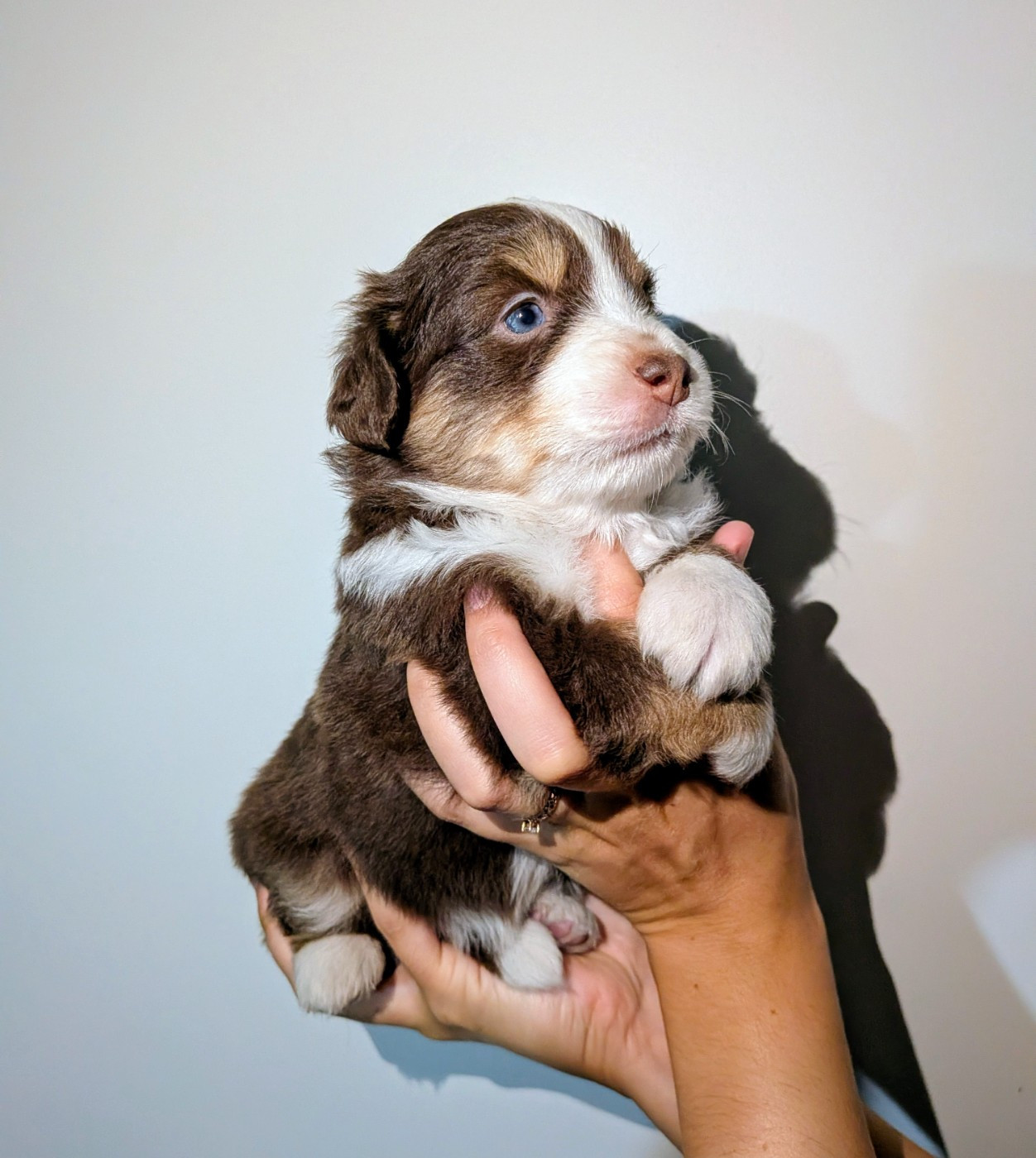 Of The Real Happiness - Chiots disponibles - Berger Américain Miniature 