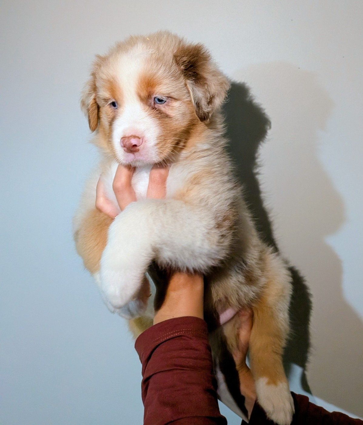 Of The Real Happiness - Chiots disponibles - Berger Australien