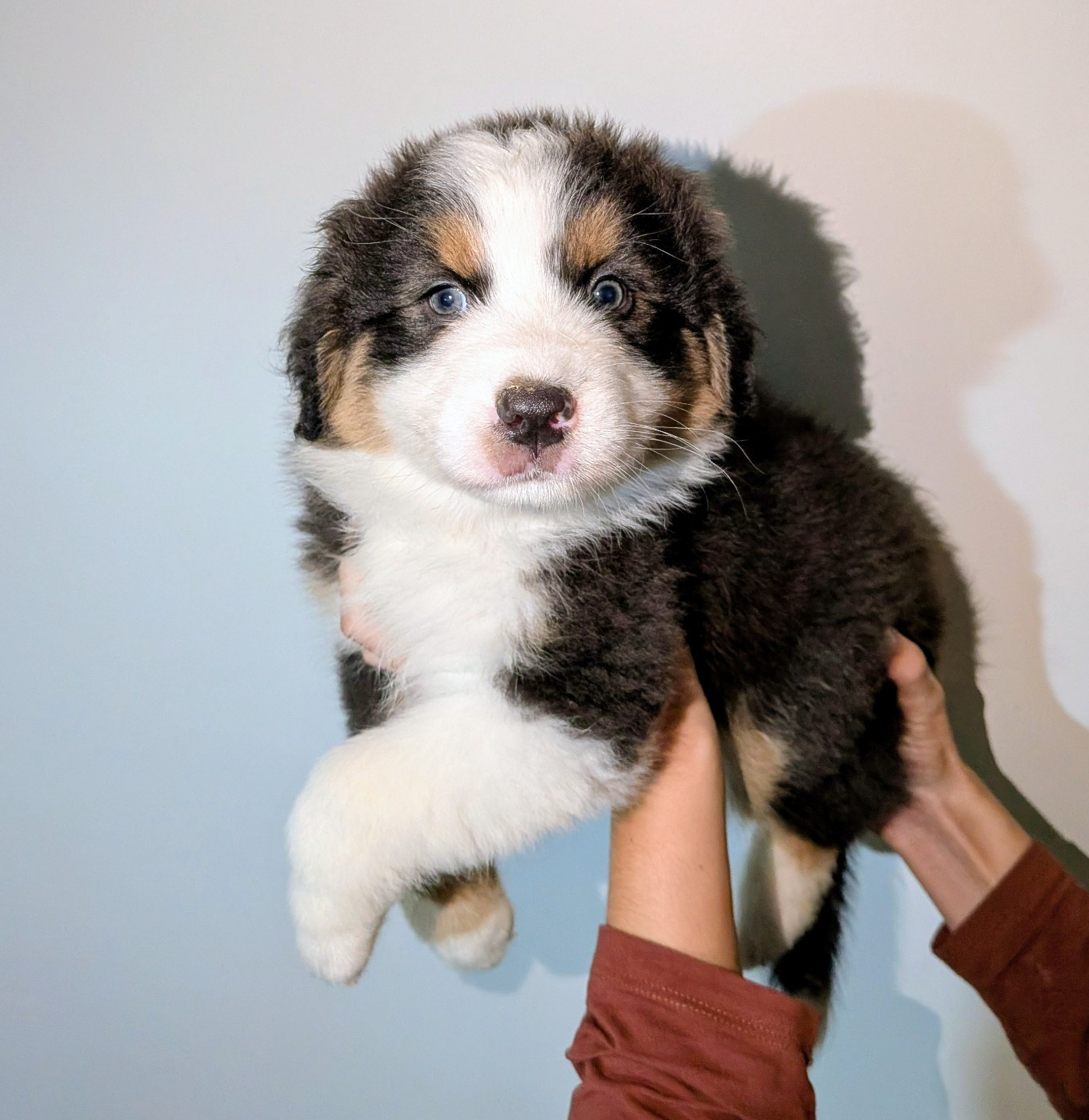 Of The Real Happiness - Chiots disponibles - Berger Australien