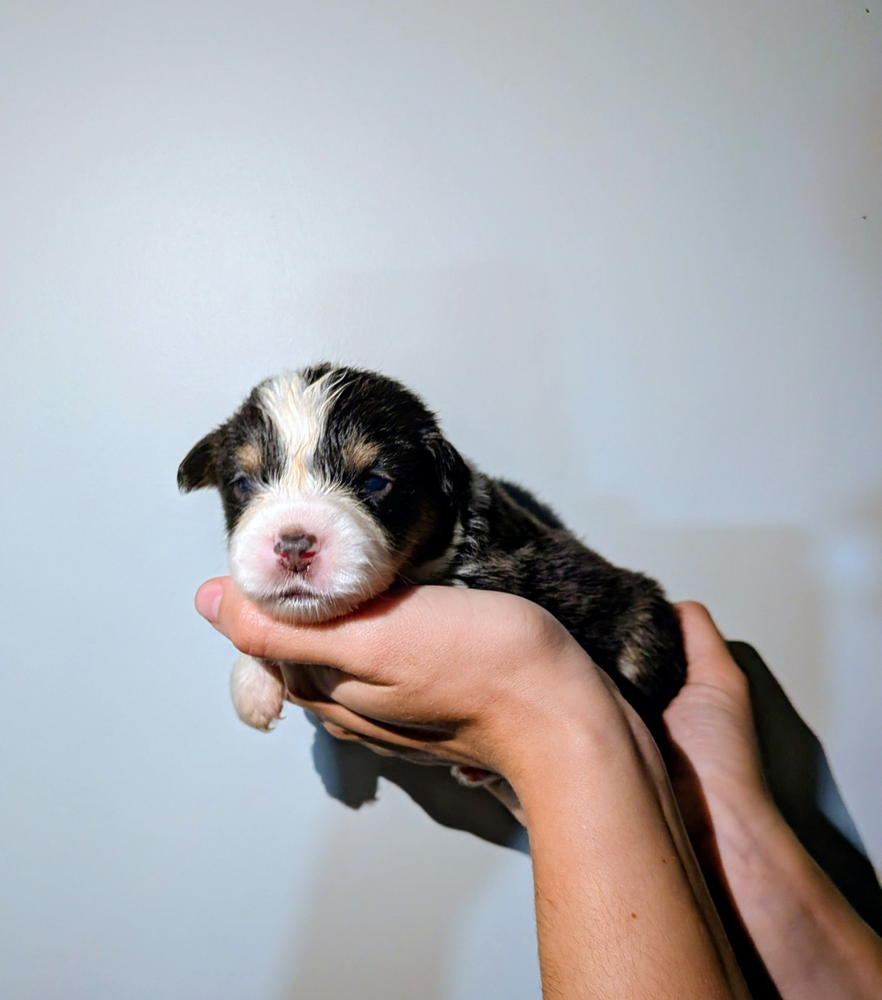 Of The Real Happiness - Chiots disponibles - Berger Américain Miniature 