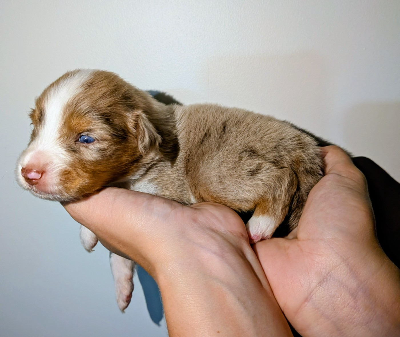 Of The Real Happiness - Chiots disponibles - Berger Américain Miniature 