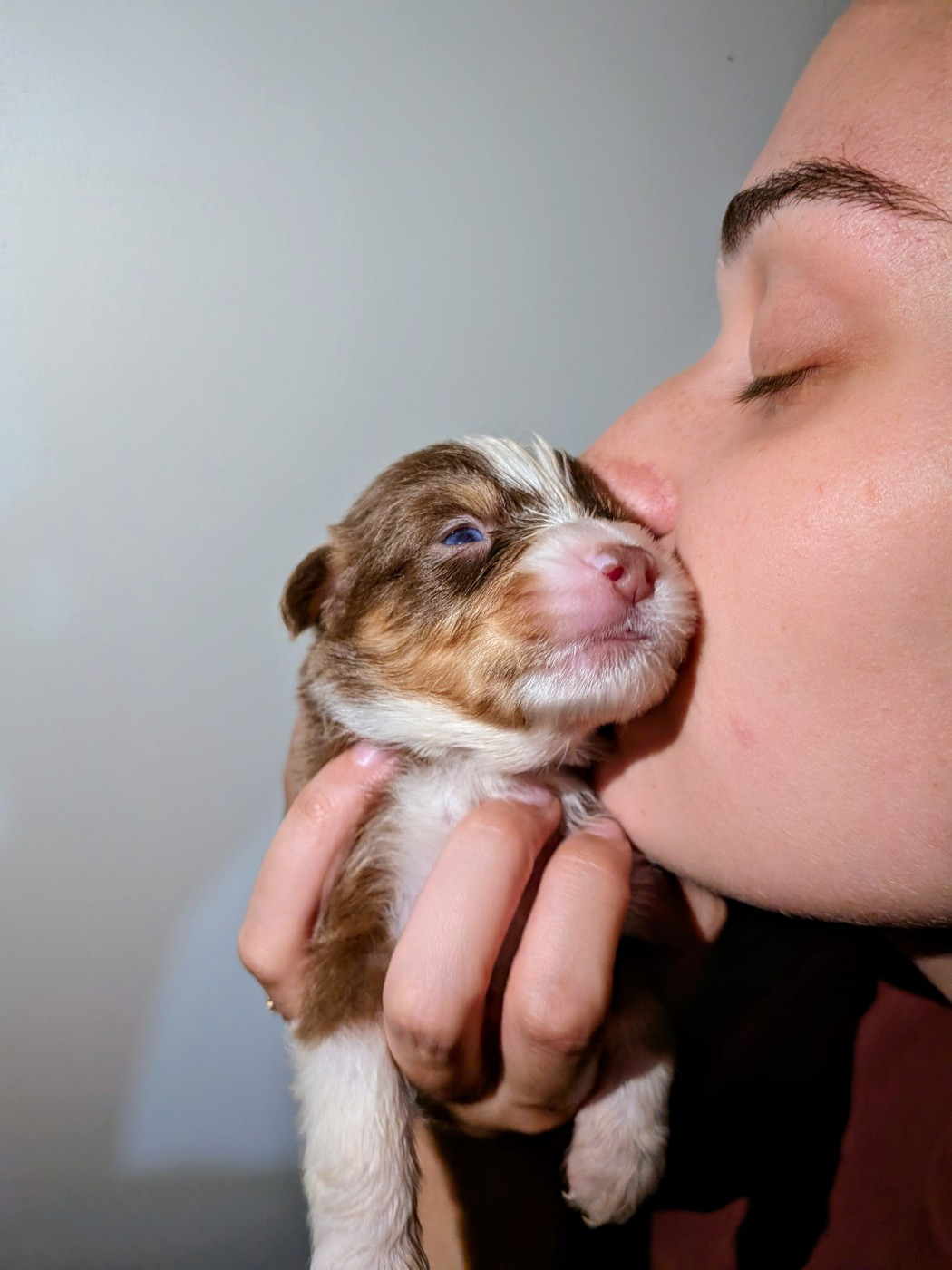 Of The Real Happiness - Chiots disponibles - Berger Américain Miniature 