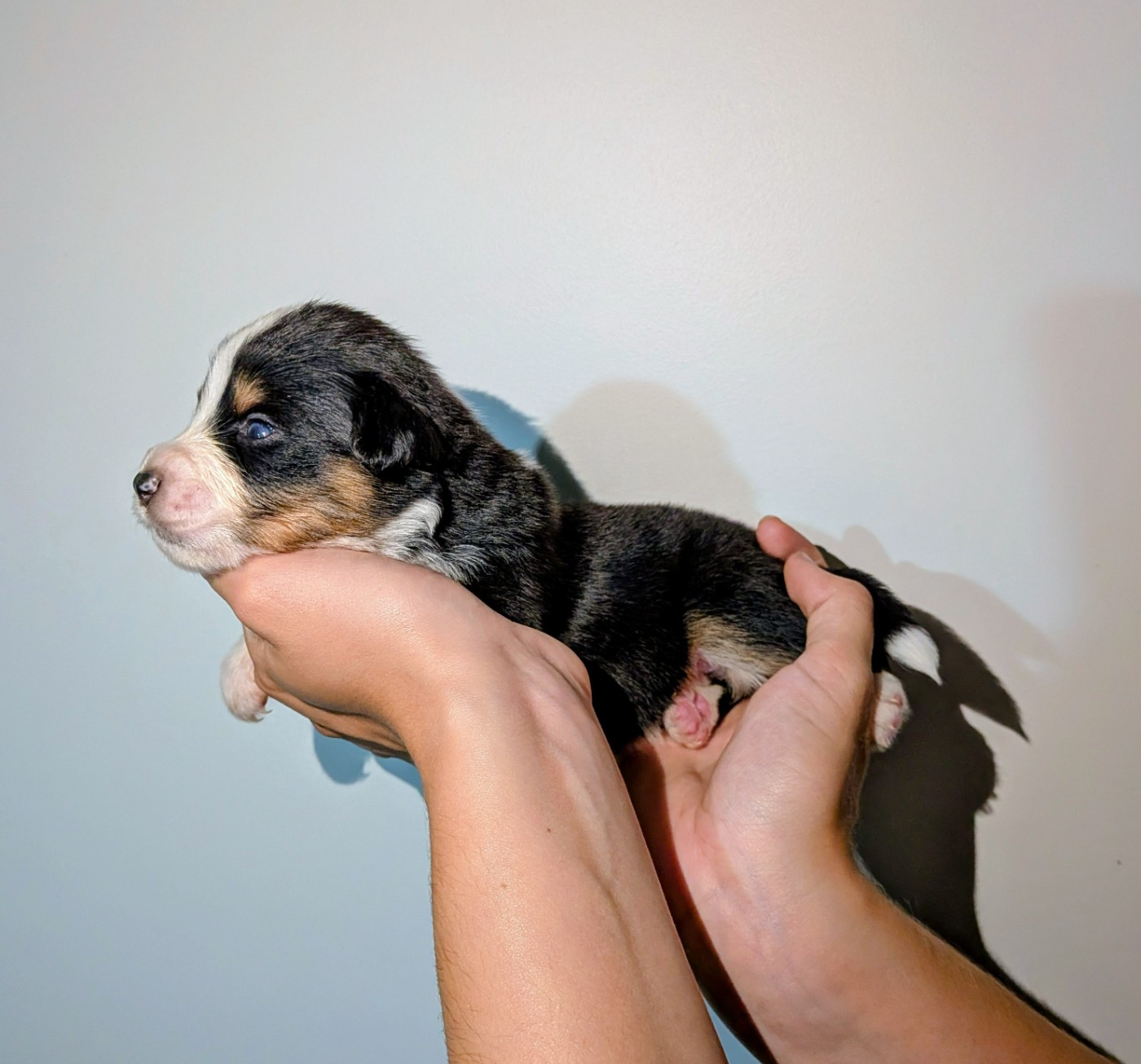 Of The Real Happiness - Chiots disponibles - Berger Américain Miniature 