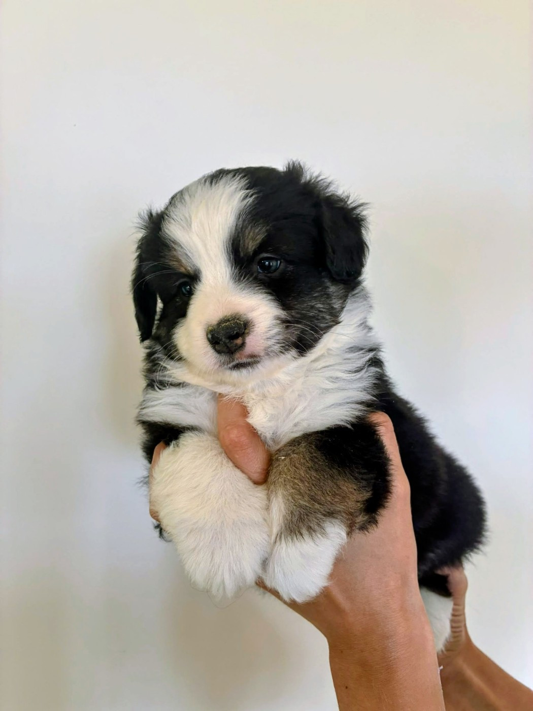 Of The Real Happiness - Chiots disponibles - Berger Américain Miniature 