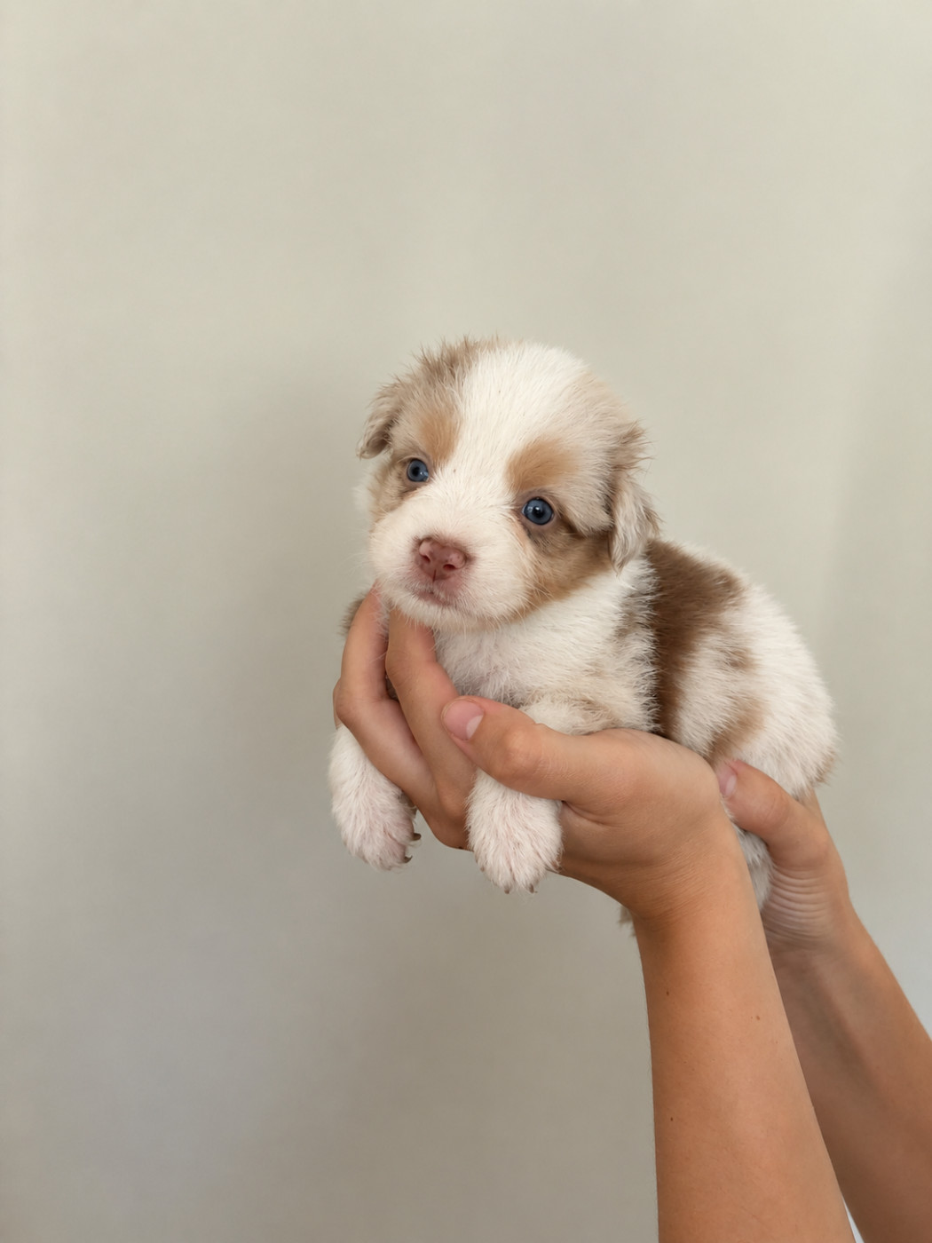 Of The Real Happiness - Chiots disponibles - Berger Américain Miniature 