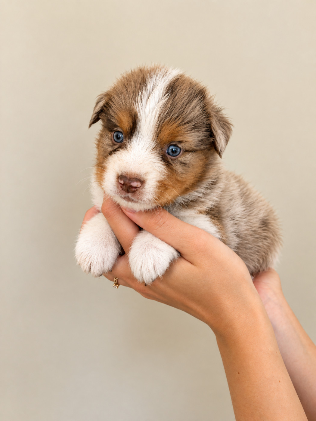 Of The Real Happiness - Chiots disponibles - Berger Américain Miniature 