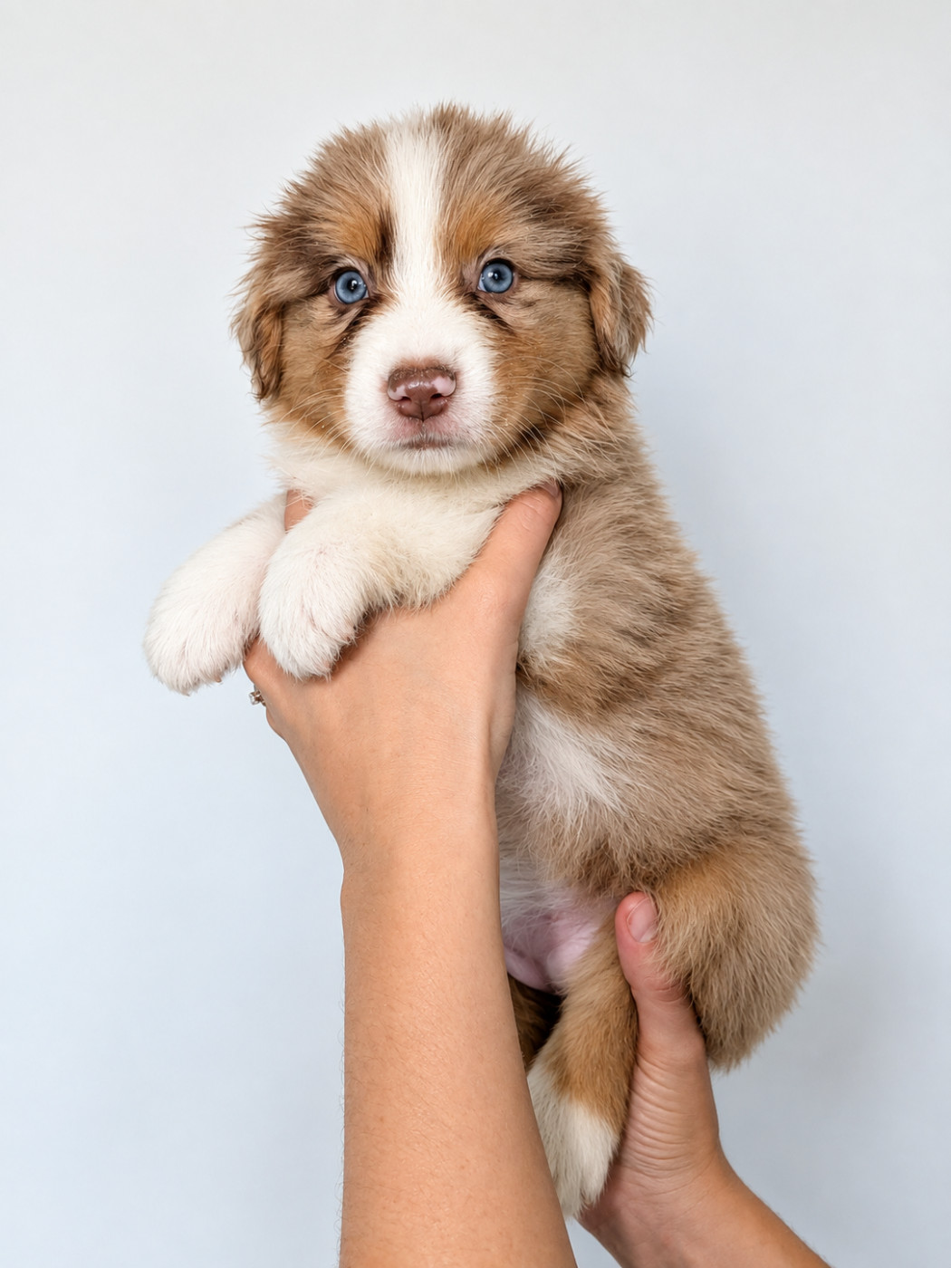 Of The Real Happiness - Chiots disponibles - Berger Américain Miniature 