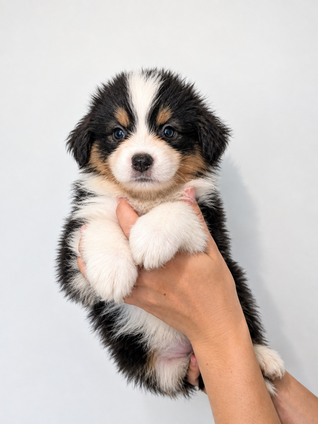Of The Real Happiness - Chiots disponibles - Berger Américain Miniature 