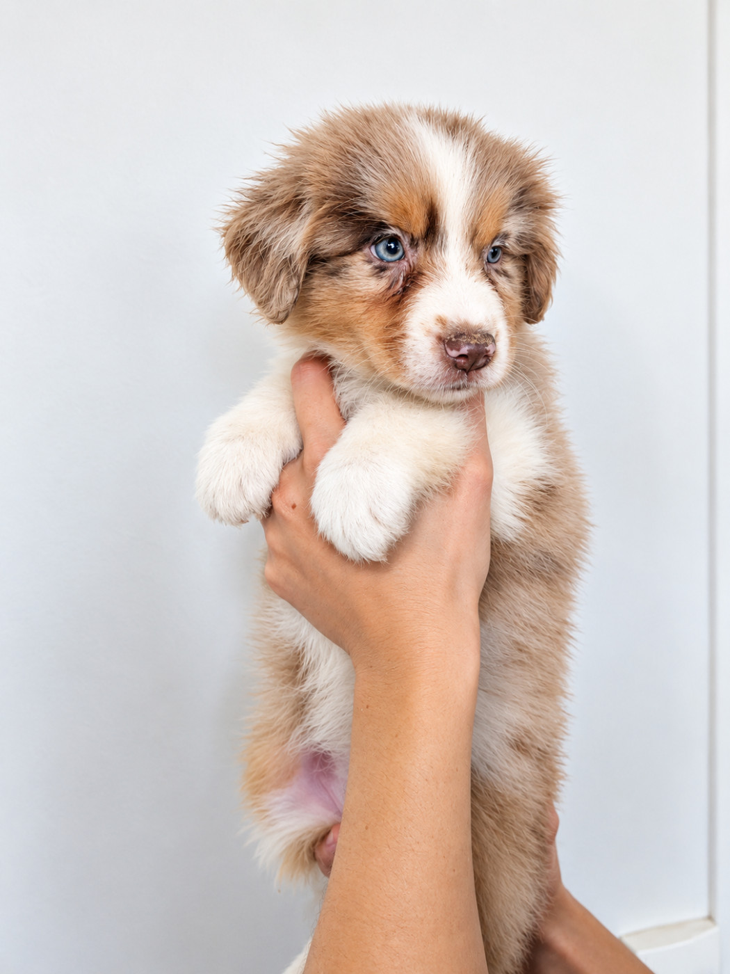 Of The Real Happiness - Chiots disponibles - Berger Américain Miniature 