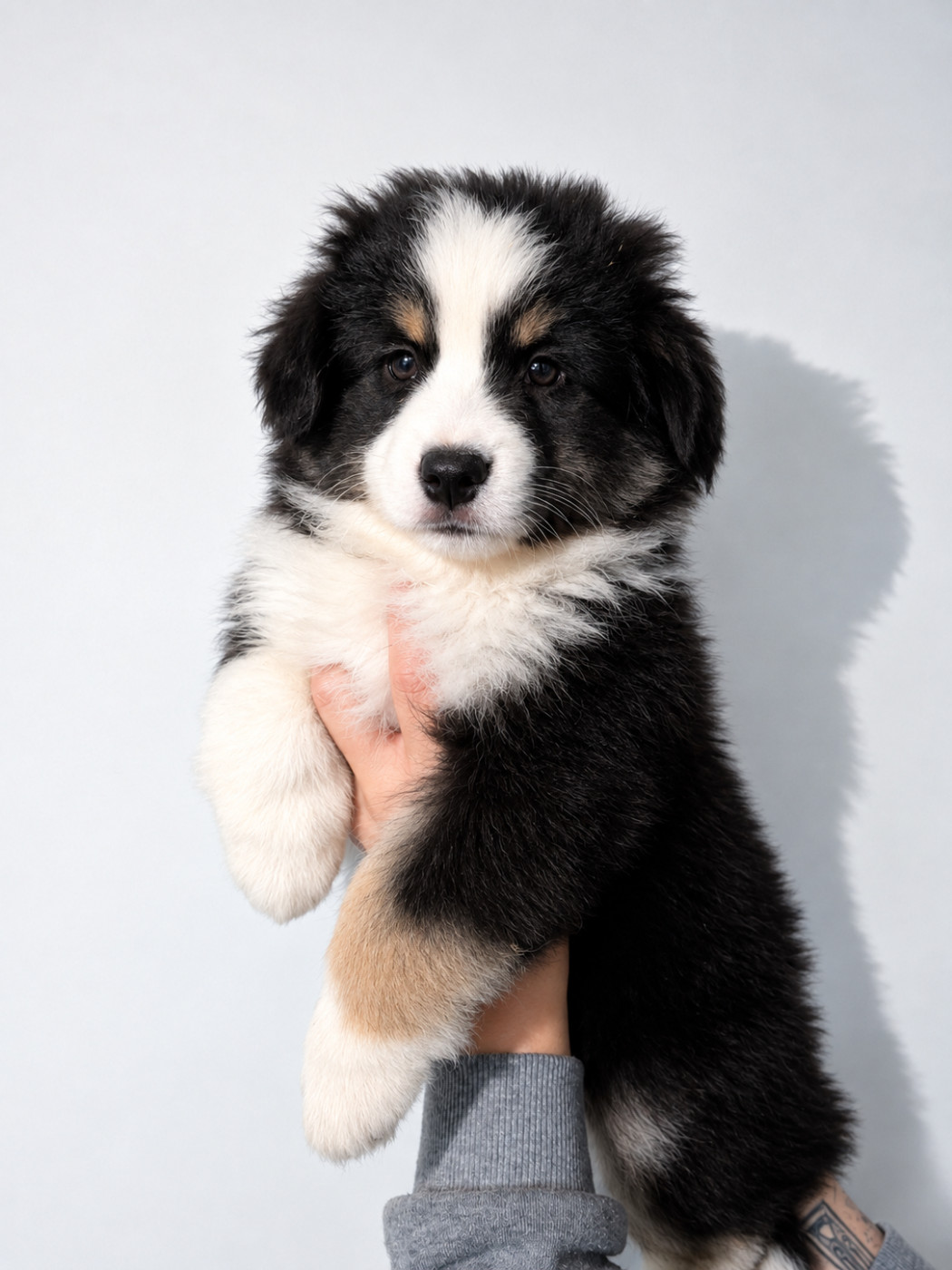 Of The Real Happiness - Chiots disponibles - Berger Américain Miniature 