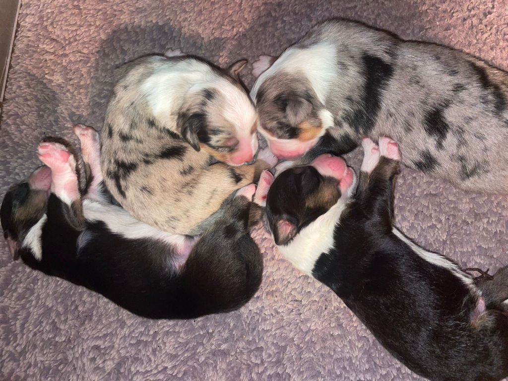 Chiot Berger Américain Miniature  Of The Real Happiness