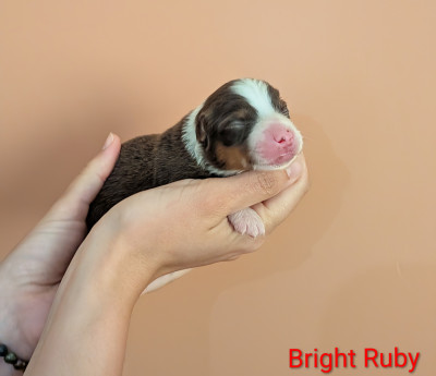 Bright Ruby