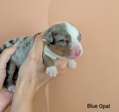 Blue Opal