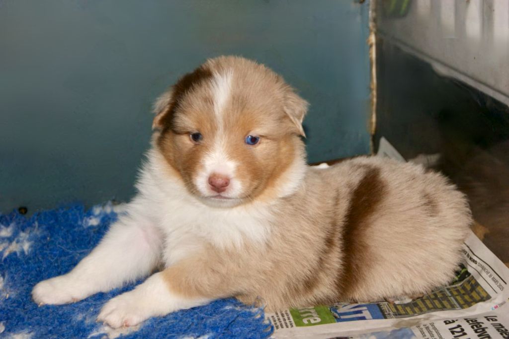 Of The Real Happiness - Chiots disponibles - Berger Américain Miniature 